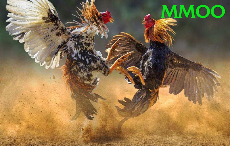 Đá Gà Trực Tiếp - Trải nghiệm tuyệt vời - Nhận code